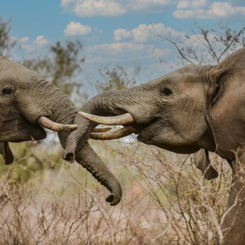 Wildlife Non-Govermental Organization Website