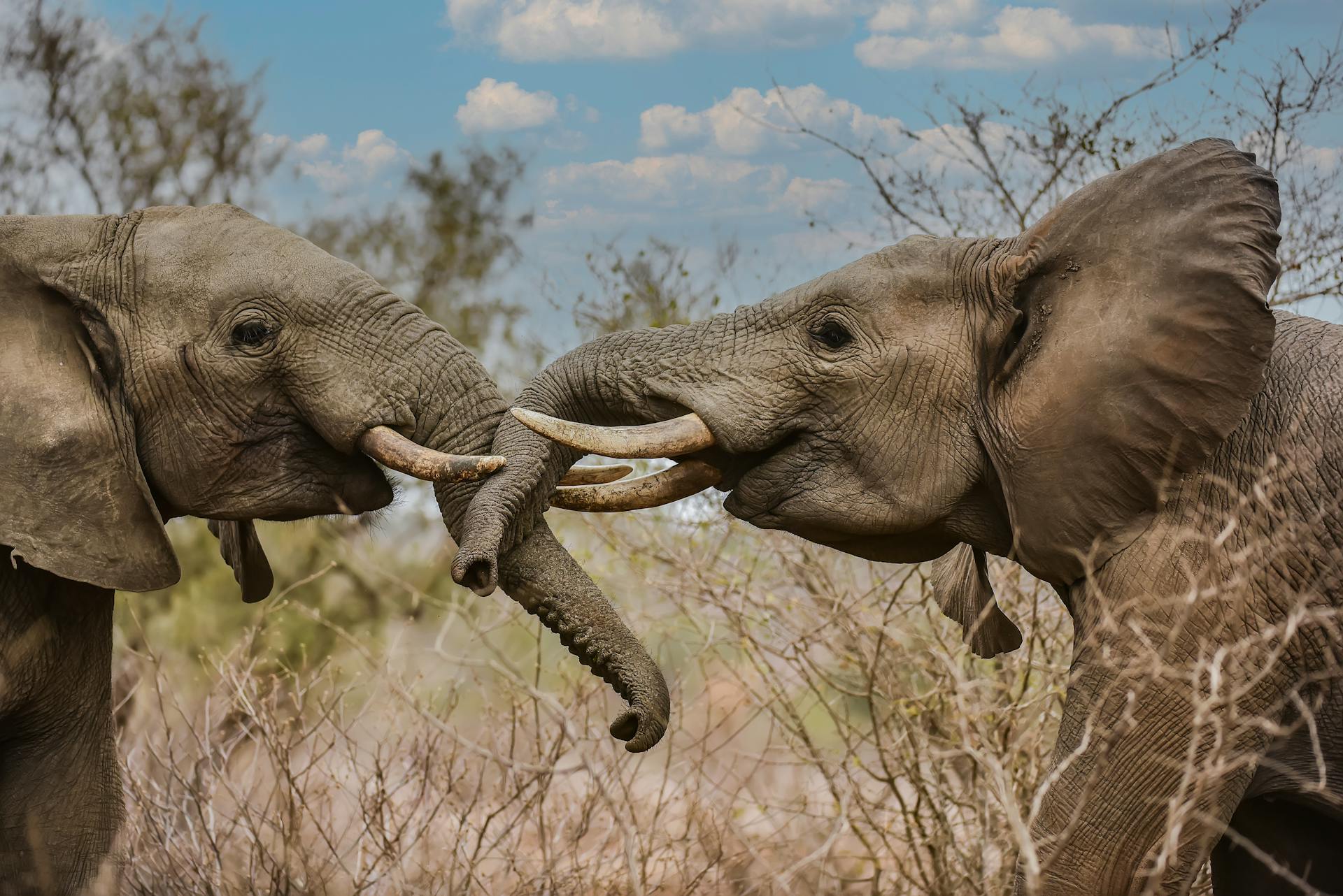 Wildlife Non-Govermental Organization Website